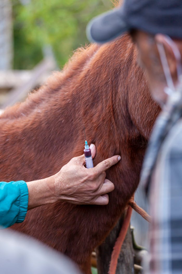 our-story Close-up of a veterinarian injecting a horse, focused on hand and syringe.