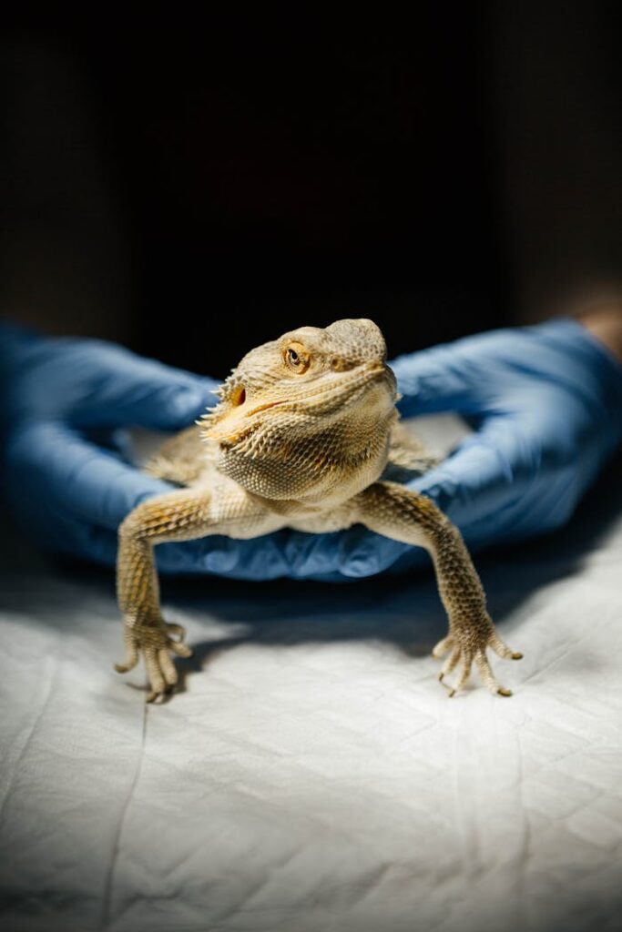 pexels photo 27616909 Close-up of a bearded dragon being held by a veterinarian in gloves.