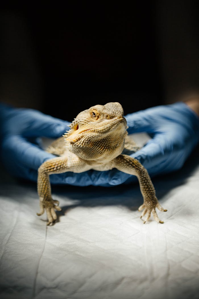 gallery-04 Close-up of a bearded dragon being held by a veterinarian in gloves.