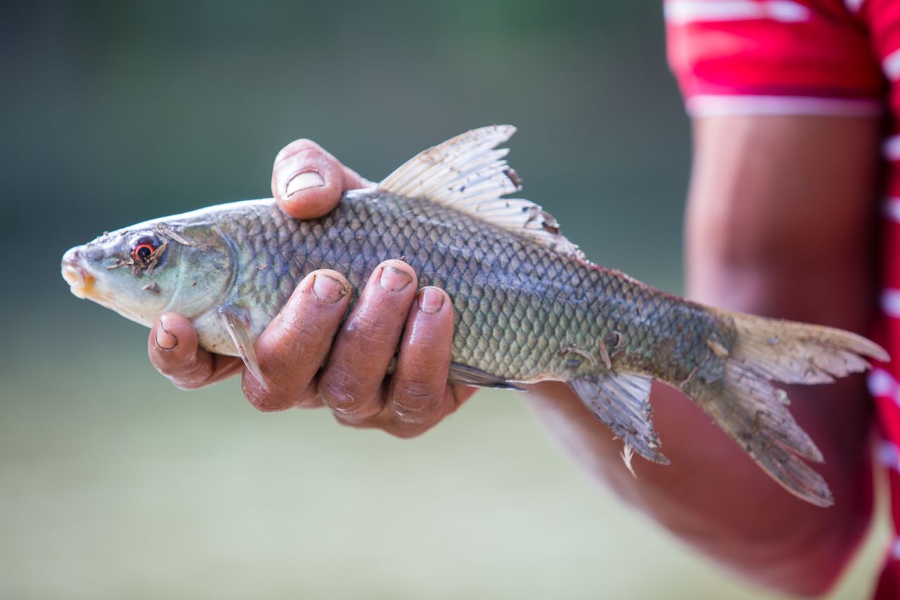 A fisherman proudly displays his fresh catch in Chattogram, highlighting traditional fishing practices.