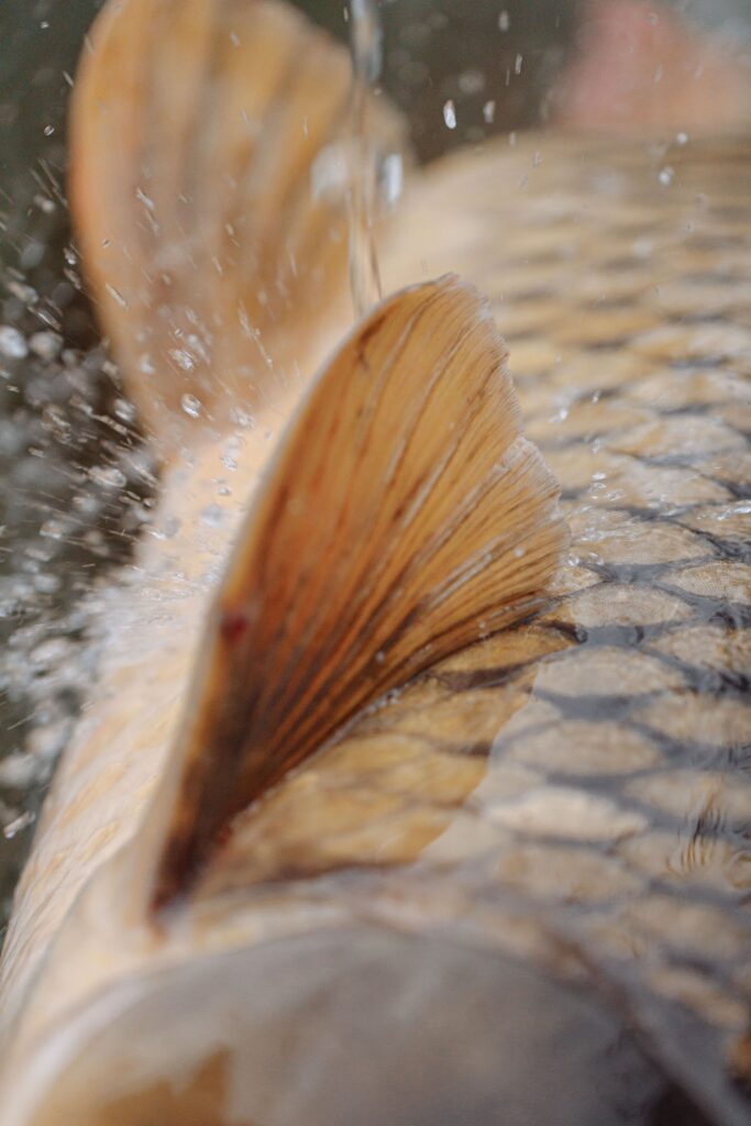 pexels photo 5538146 5538146 Close-up of carp fish fin and scales with water splashing detail.