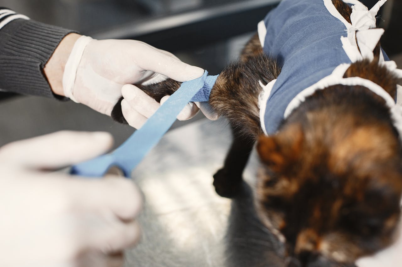 about-img A veterinarian skillfully bandages a cat's paw post-surgery in a clinic setting.