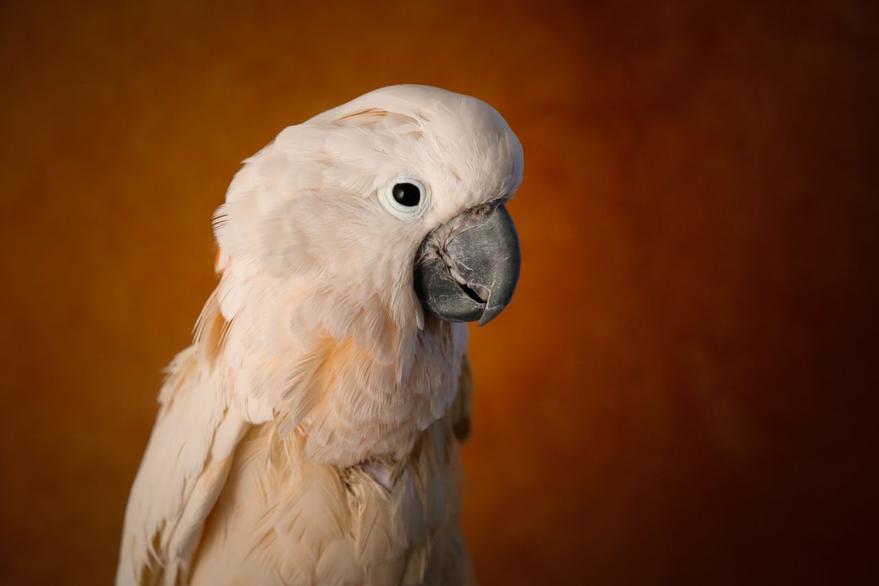 gallery-03 A close-up studio shot of a salmon-crested cockatoo against a textured brown background.